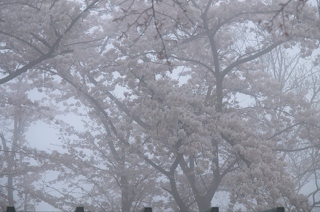 一丁平のサクラ