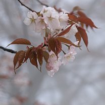 ヤマザクラ