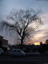 瀬田川の柳