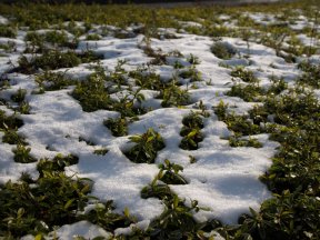 植え込みの雪