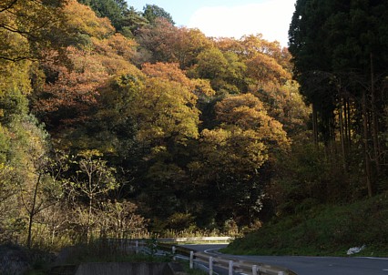 車道の紅葉