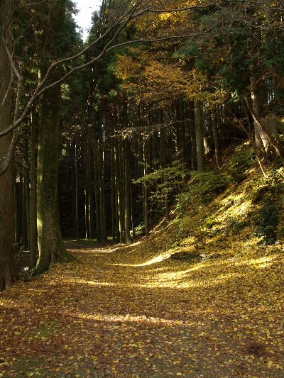 金胎寺山道