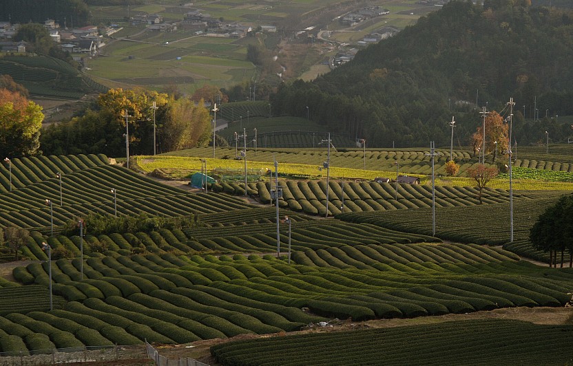 茶畑