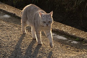 門前のネコ