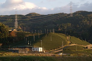 茶の山