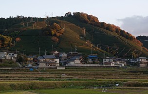 茶の山＋紅葉