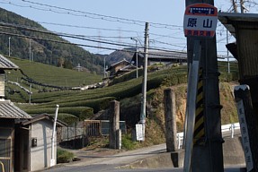 原山の茶畑