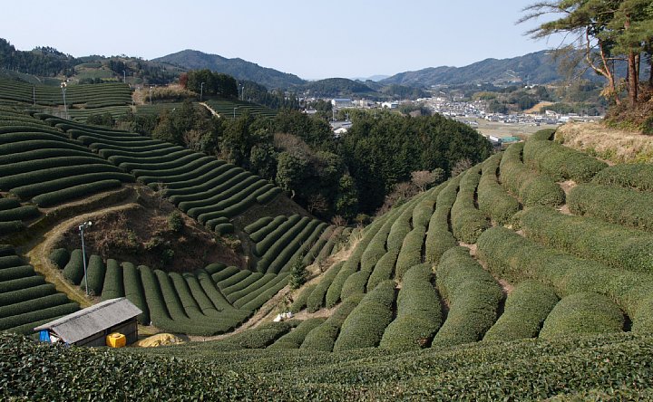 門前の茶畑