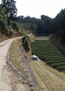 茶の道