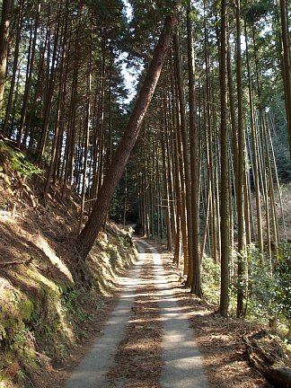 峠道