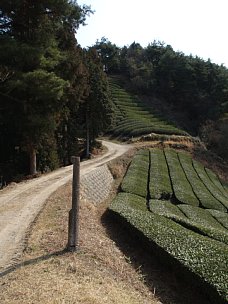 茶畑尽くし