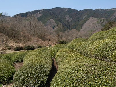 押原の茶畑