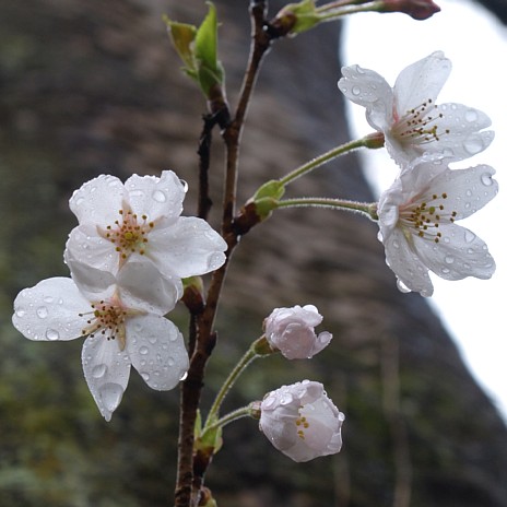 濡れ桜