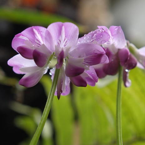 蓮華の花