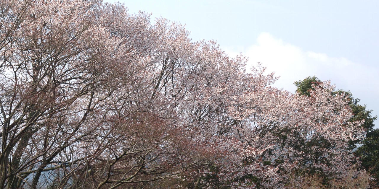 もみじ公園のサクラ