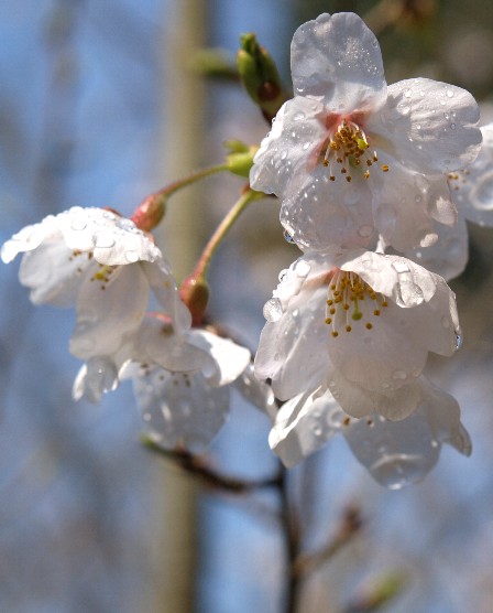 桜と青空