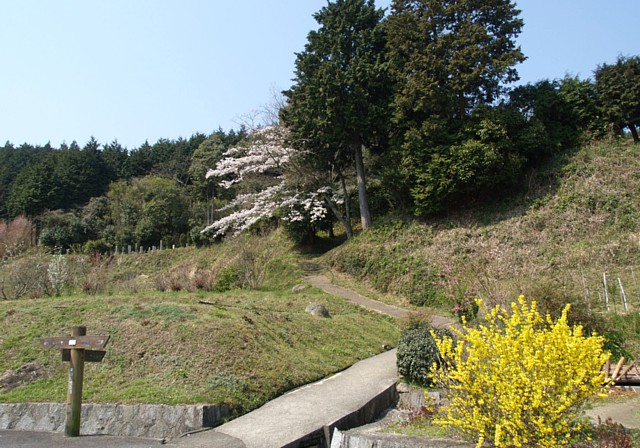 十兵衛杉登り口