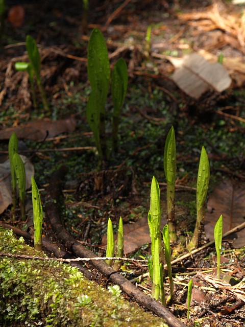 新芽