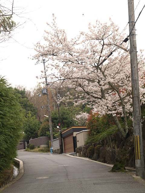 百毫寺へ