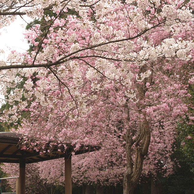 花盛り