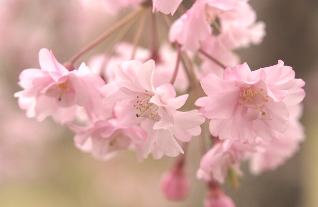 桜