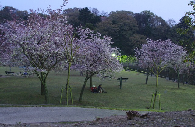 奈良公園の桜