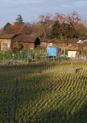 鹿野園付近