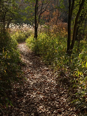 鹿野園町の木立の道