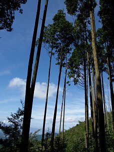 鳥見山登山道