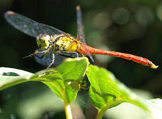 マユタテアカネ