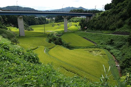 棚田と玉立橋