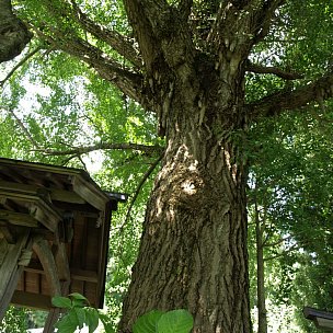 戒長神社のイチョウ