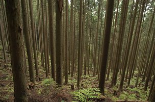 植樹林