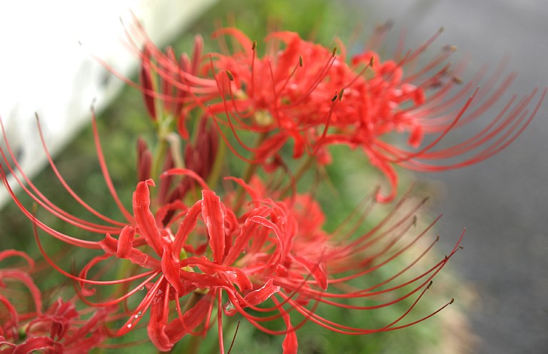 彼岸花