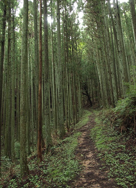 林間の山道