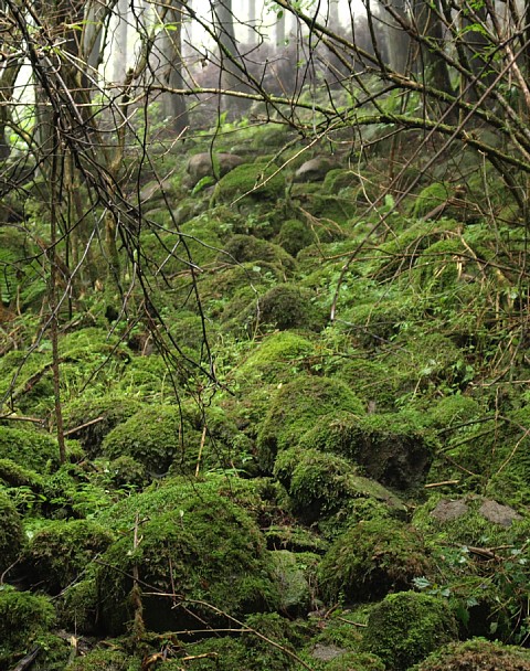 苔の山肌