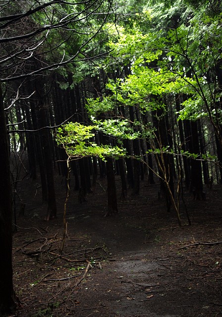 平坦