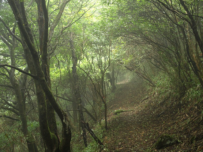 尼ヶ岳探勝路