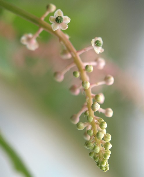 野花