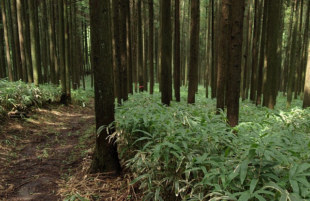 植林帯