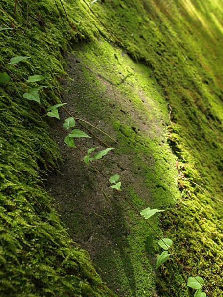 法面