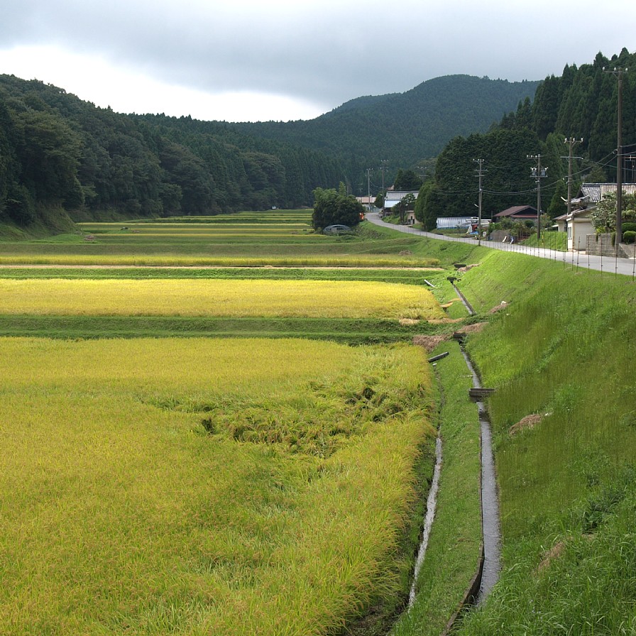 棚田