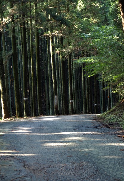 幹の壁