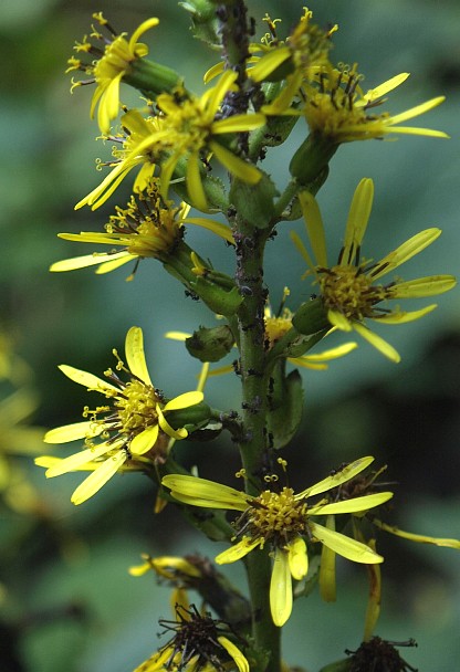 黄花