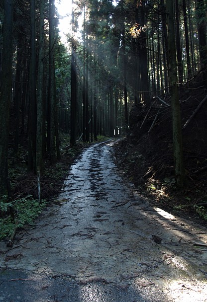 濡れた路面