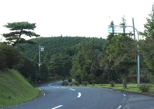 街路樹