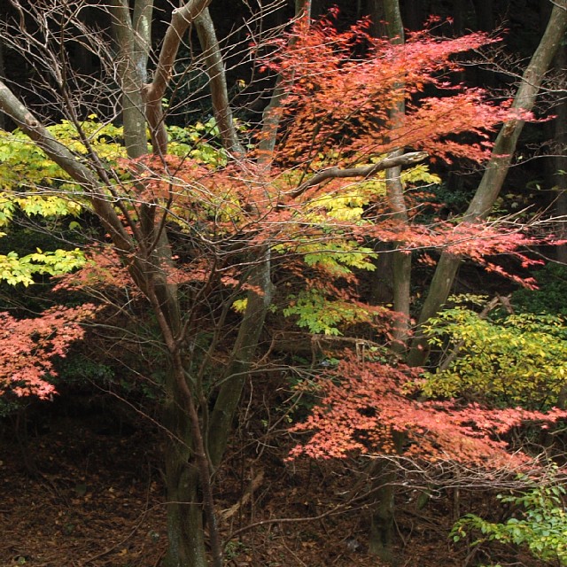 国道脇の紅葉