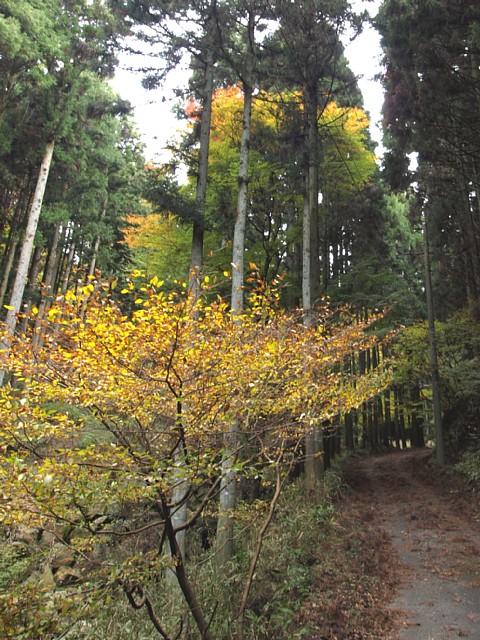 林道脇の黄葉