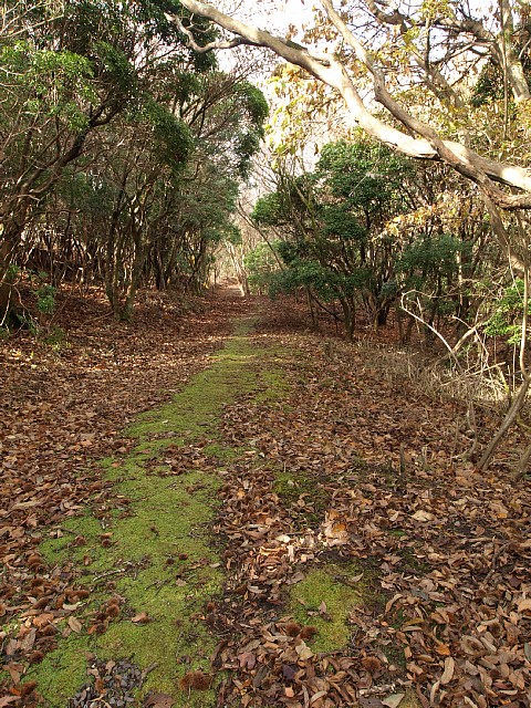 苔の道