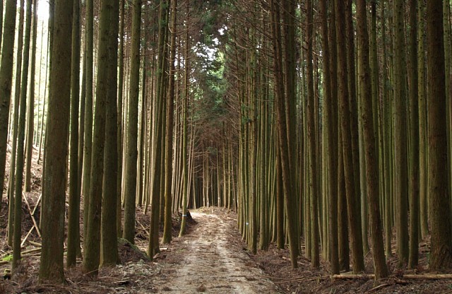 笠取槙野林地